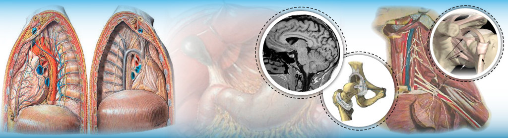 Curso de Anatomía UBA — IMED Leloir